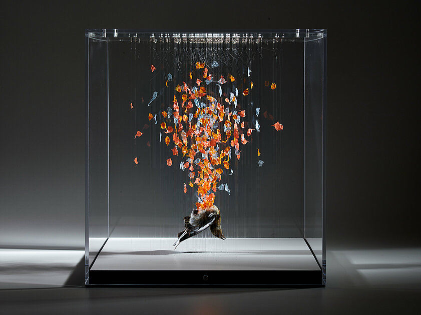 Claire Morgan at Landesgalerie Niederösterreich